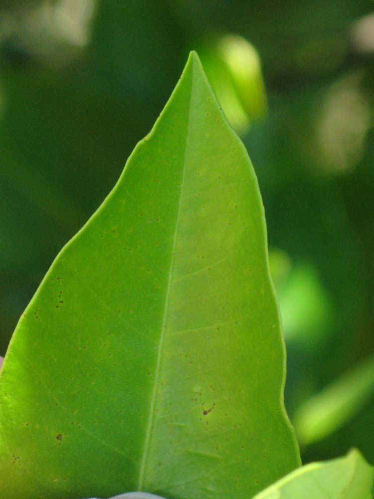              Margin (Winter Haven, FL)       